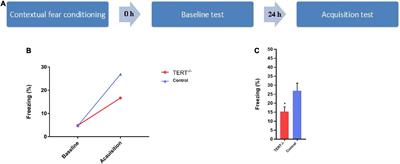 Panic disorder aging characteristics: The role of telomerase reverse transcriptase gene and brain function